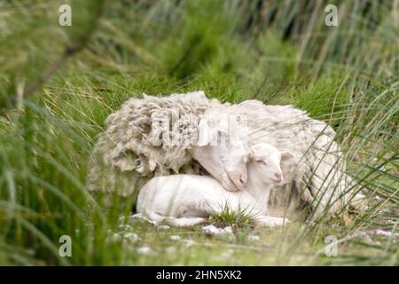 Mouton et bébé agneau dans l'herbe, symbole de l'amour de la mère Banque D'Images