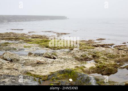 La côte rocheuse de la mer couverte d'algues vertes sur le fond d'un quai en béton dans le brouillard Banque D'Images