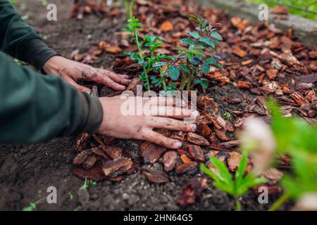 Jardinier paillage de jardin de printemps avec paillis de copeaux de pin. L'homme met l'écorce autour des plantes roses sur le lit de fleurs. Protection du sol Banque D'Images