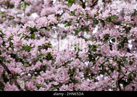 'Kaléidoscope de fleur'.le pommier qui fleurit abondamment dans de belles couleurs roses. Ressort horizontalement avec un côté.Malus.Rosale Banque D'Images