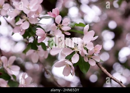 'Kaléidoscope de fleur'.le pommier qui fleurit abondamment dans de belles couleurs roses. Ressort horizontalement avec un côté.Malus.Rosale Banque D'Images