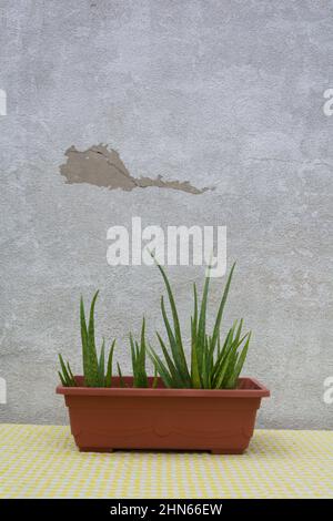 plante de vera d'aloès en pot avec fond gris vieux mur Banque D'Images