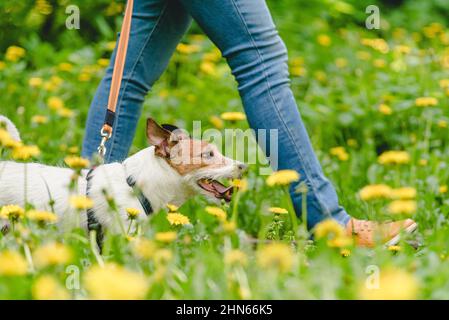 Femme marchant avec un chien sur la laisse dans le parc de printemps parmi les fleurs de pissenlit jaune Banque D'Images
