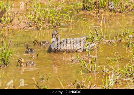 Une mère mallard restant près de ses canetons pendant qu'ils fourragent pour la nourriture dans une eau boueuse peu profonde dans les zones humides lors d'une journée ensoleillée dans le sprin Banque D'Images