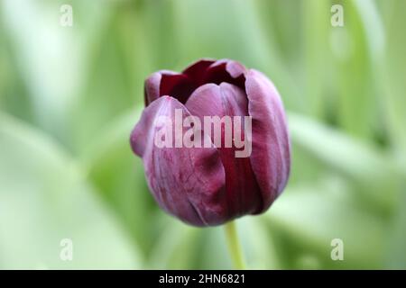 Tulipe lilas noir. Gros plan. Macro. Catégorie « King of Night ». Fleurs arrière-plan lumineux verticalement. Famille des Liliaceae. Tulipa. Banque D'Images