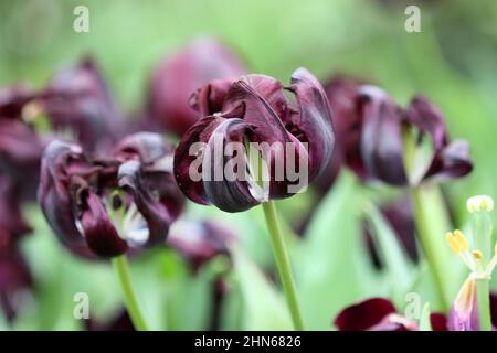 Tulipe lilas noir. Gros plan. Macro. Catégorie « King of Night ». Fleurs arrière-plan lumineux verticalement. Famille des Liliaceae. Tulipa. Banque D'Images