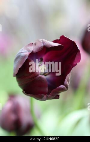 Tulipe lilas noir. Gros plan. Macro. Catégorie « King of Night ». Fleurs arrière-plan lumineux verticalement. Famille des Liliaceae. Tulipa. Banque D'Images