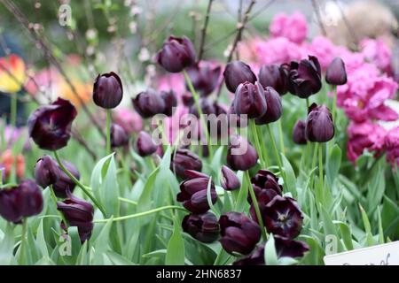 Tulipe lilas noir. Gros plan. Macro. Catégorie « King of Night ». Fleurs arrière-plan lumineux verticalement. Famille des Liliaceae. Tulipa. Banque D'Images