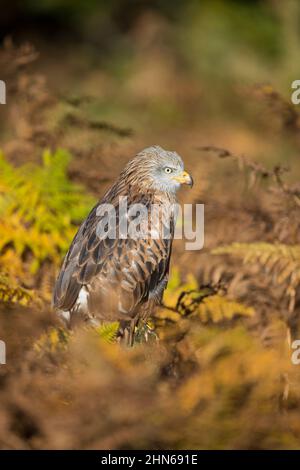 Red Kite (Milvus milvus) adulte perchée parmi les saumâtres d'automne, Suffolk, Angleterre, novembre, sujet contrôlé Banque D'Images