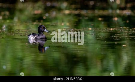 Un canard touffeté (Aythya fuligula) Drake se reflète dans un étang vert vif Banque D'Images