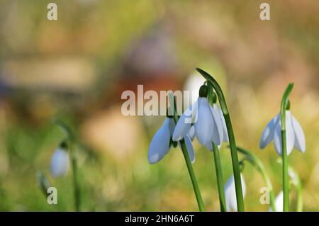 Galanthus nivalis, la chute de neige ou la chute de neige commune Banque D'Images