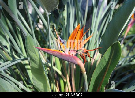 Gros plan, vue latérale d'une fleur d'oiseau de paradis en fleurs en utilisant un foyer sélectif avec des tiges et des feuilles vertes en arrière-plan Banque D'Images