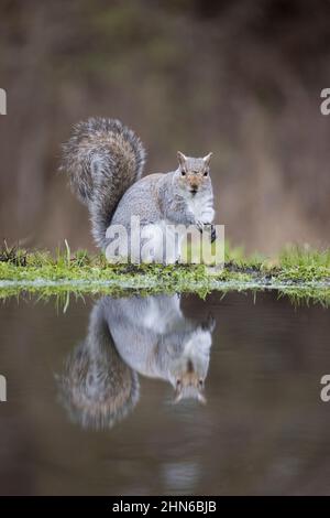 Écureuil gris de l'est (Sciurus carolinensis) introduit des espèces, adulte debout au bord de l'eau avec réflexion, Suffolk, Angleterre, janvier Banque D'Images