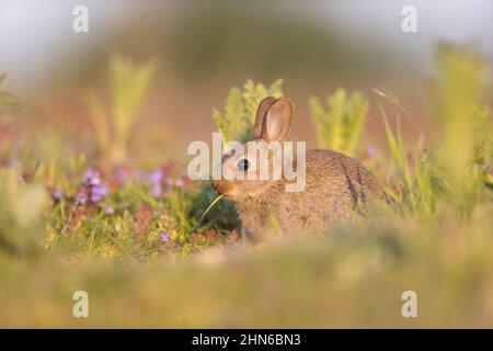 Lapin européen (Oryctolagus cuniculus) jeune se nourrissant de l'herbe, Suffolk, Angleterre, juin Banque D'Images