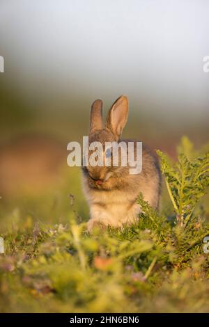 Toilettage jeune de lapin européen (Oryctolagus cuniculus), Suffolk, Angleterre, juin Banque D'Images