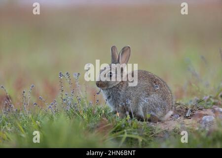 Lapin européen (Oryctolagus cuniculus) jeune alimentation, Suffolk, Angleterre, juin Banque D'Images