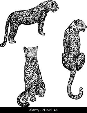Set Leopards en style gravure isolée sur fond blanc. Animaux sauvages dessinés à la main restant et assis. Cheetahs à croquis vintage. Imprimé tropical Illustration de Vecteur