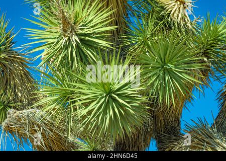 Aiguilles pointues vertes sur un arbre de Joshua Banque D'Images