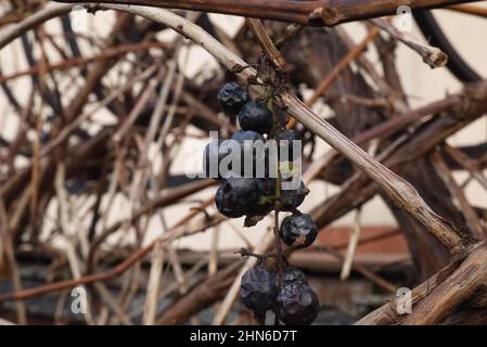 Raisins pourris sur la vigne Banque D'Images