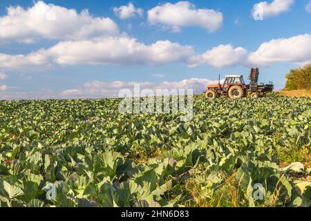 Récolte du chou sur un champ à la campagne en automne. Banque D'Images