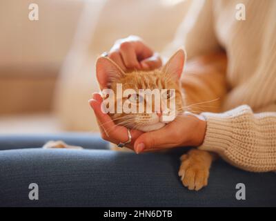 Une jeune femme asiatique porte un chandail chaud reposant avec un chat tabby sur un canapé à la maison un jour d'automne. Photo intérieure d'une femme incroyable tenant un animal de compagnie au gingembre. Heure de sommeil matinale à la maison. Mise au point douce. Banque D'Images