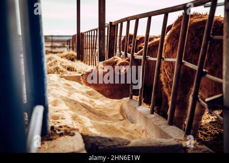 Vache mangeant du grain dans une ferme pendant une journée nuageux Banque D'Images