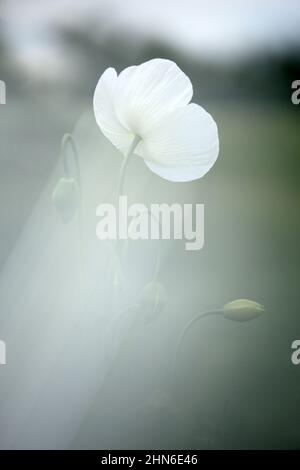 Domaine de pavot blanc, également appelé l'opium. Papaver somniferum Banque D'Images