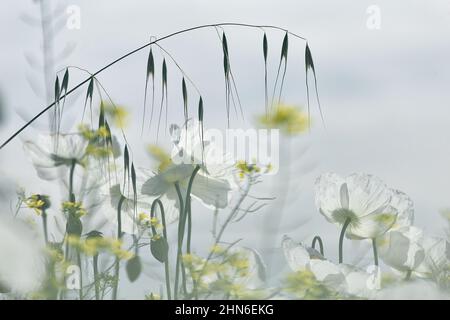 Domaine de pavot blanc, également appelé l'opium. Papaver somniferum Banque D'Images