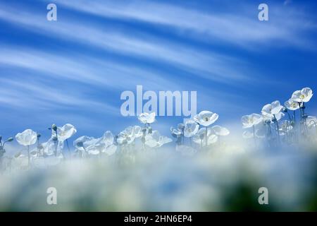 Domaine de pavot blanc, également appelé l'opium. Papaver somniferum Banque D'Images