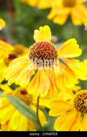 Helenium Wyndley éternuer fleurs, une petite variété de fleurs fleuries à la fin de l'été, au début de l'automne. ROYAUME-UNI Banque D'Images