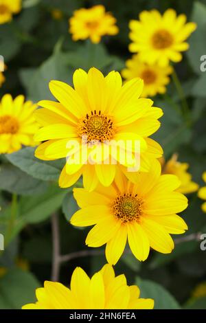 Fleurs de tournesol factice « soleil écumer ». Heliopsis helianthoides var scabra 'Soleil de ummer'. ROYAUME-UNI Banque D'Images