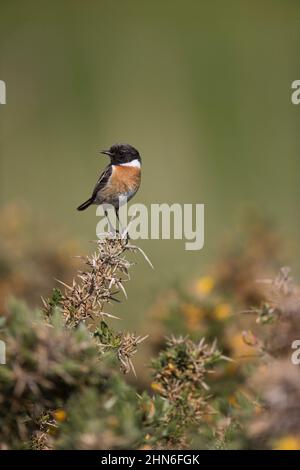 European Stonechat (Saxicola rubicola), plumage adulte mâle perché sur la Gorse commune (Ulex europaeus), Suffolk, Angleterre, mai Banque D'Images