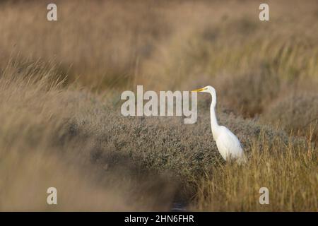 Grand Egret (Ardea alba) adulte debout sur le marais, Suffolk, Angleterre, novembre Banque D'Images
