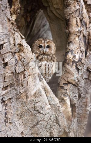 Tawny Owl (Strix aluco) adulte perchée dans un arbre creux, Suffolk, Angleterre, mai Banque D'Images