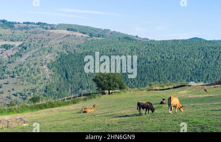Vaches paissant dans la prairie avec forêt de pins en arrière-plan. Paysage de montagnes et d'arbres. Banque D'Images