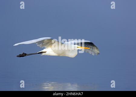 Grand aigreet blanc / aigreet commun (Ardea alba / Egretta alba) dans le plumage non-reproducteur volant au-dessus de l'eau de l'étang Banque D'Images