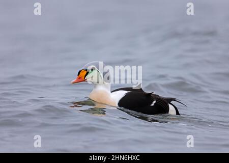 Un mâle de canard de mer (Somateria spectabilis / Anas spectabilis) est présent dans le plumage de reproduction qui nage le long de la côte arctique Banque D'Images