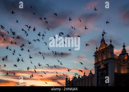 Vol de pigeons au-dessus de la salle des tissus sur la place principale du marché de Cracovie au coucher du soleil, en Pologne. Banque D'Images