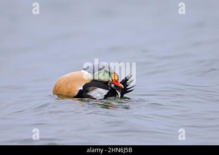 Eideur à tête large (Somateria spectabilis / Anas spectabilis) mâle de canard de mer dans la reproduction des plumes de plumage préendissant le long de la côte arctique Banque D'Images