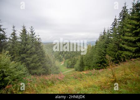 Prairie verte, forêt de conifères et brouillard dans les monts Harz Banque D'Images