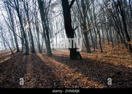 sunbeam entre les arbres, dans la forêt d'automne Banque D'Images