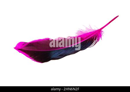 Plume rose foncé isolée sur fond blanc Banque D'Images