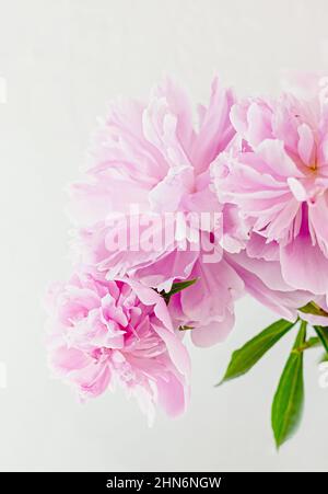 Gros plan délicat de pivoines roses. Magnifique fond floral. Recadrage vertical. Mise au point douce. Banque D'Images