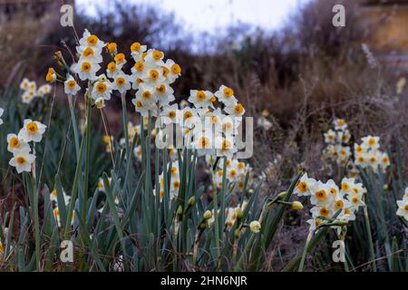 Jonquilles poussant dans la nature sur la montagne Banque D'Images