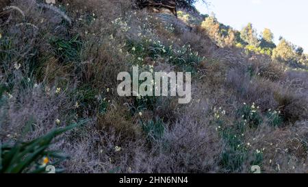 Les jonquilles poussent sur la montagne Banque D'Images