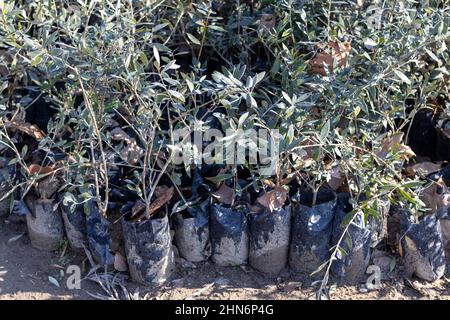 Olive de petites plantes dans une pépinière Banque D'Images