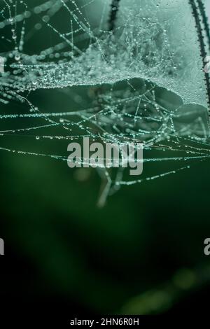 Magnifiques fleurs de dahlia d'été dans un jardin anglais traditionnel Banque D'Images