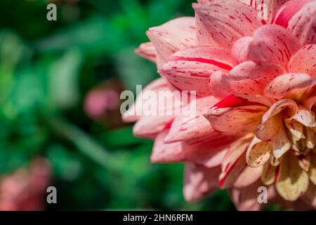 Magnifiques fleurs de dahlia d'été dans un jardin anglais traditionnel Banque D'Images