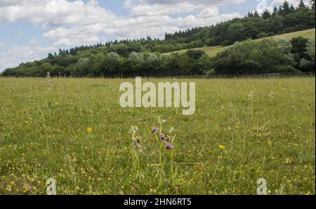 Un pré de suffolk sur une journée ensoleillée pleine de fleurs sauvages en particulier les orchidées d'abeille qui poussent dans l'argile . Suffolk. ROYAUME-UNI Banque D'Images