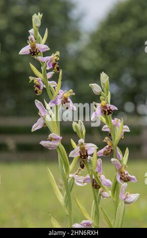 Une pointe de fleur frappante de l'orchidée abeille. Un schéma sournois pour attirer une abeille afin d'obtenir pollinisé . Suffolk, Royaume-Uni Banque D'Images